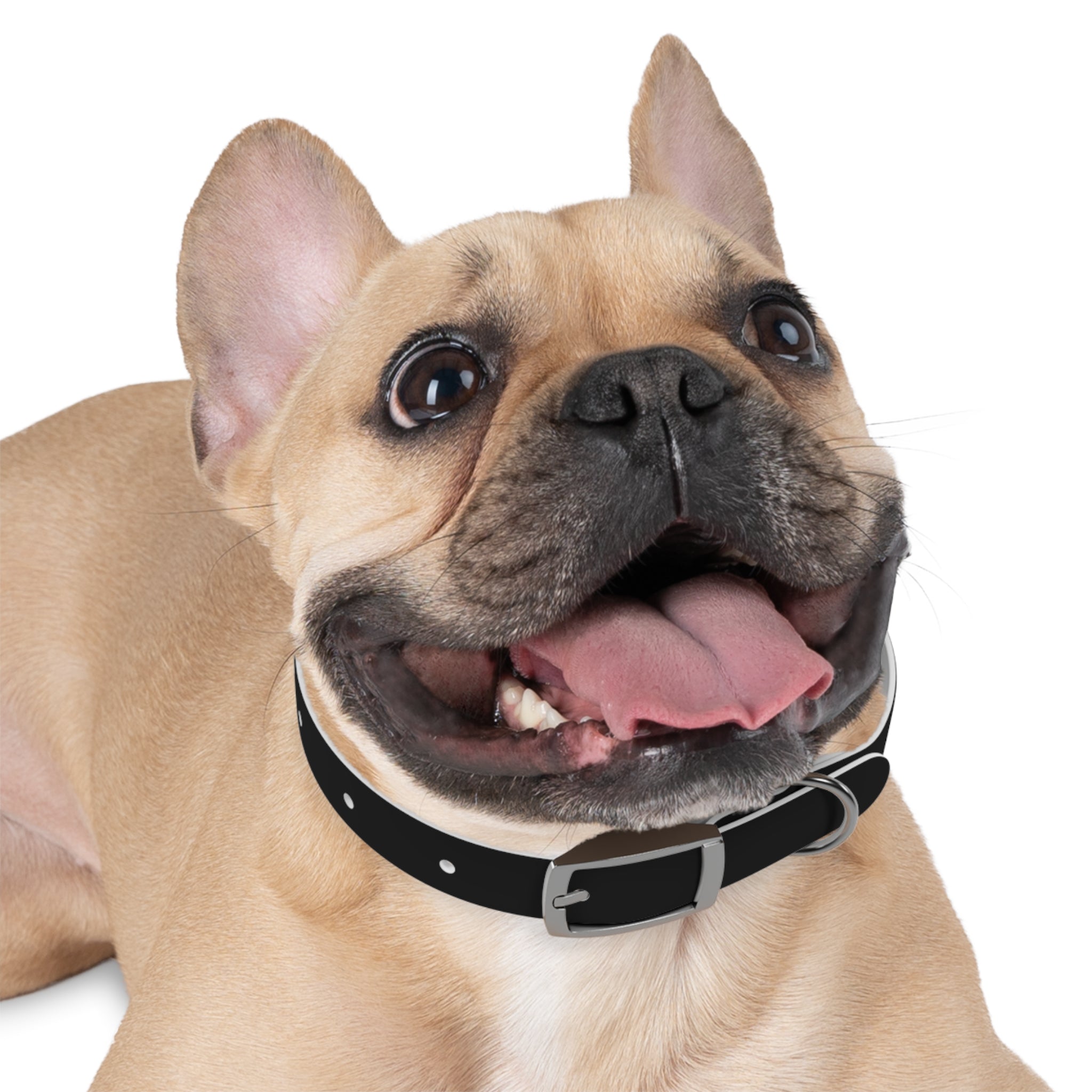 Favorite Dog On Earth (FDOE) Personalized Dog Collar - Customizable and Stylish Pet Accessory