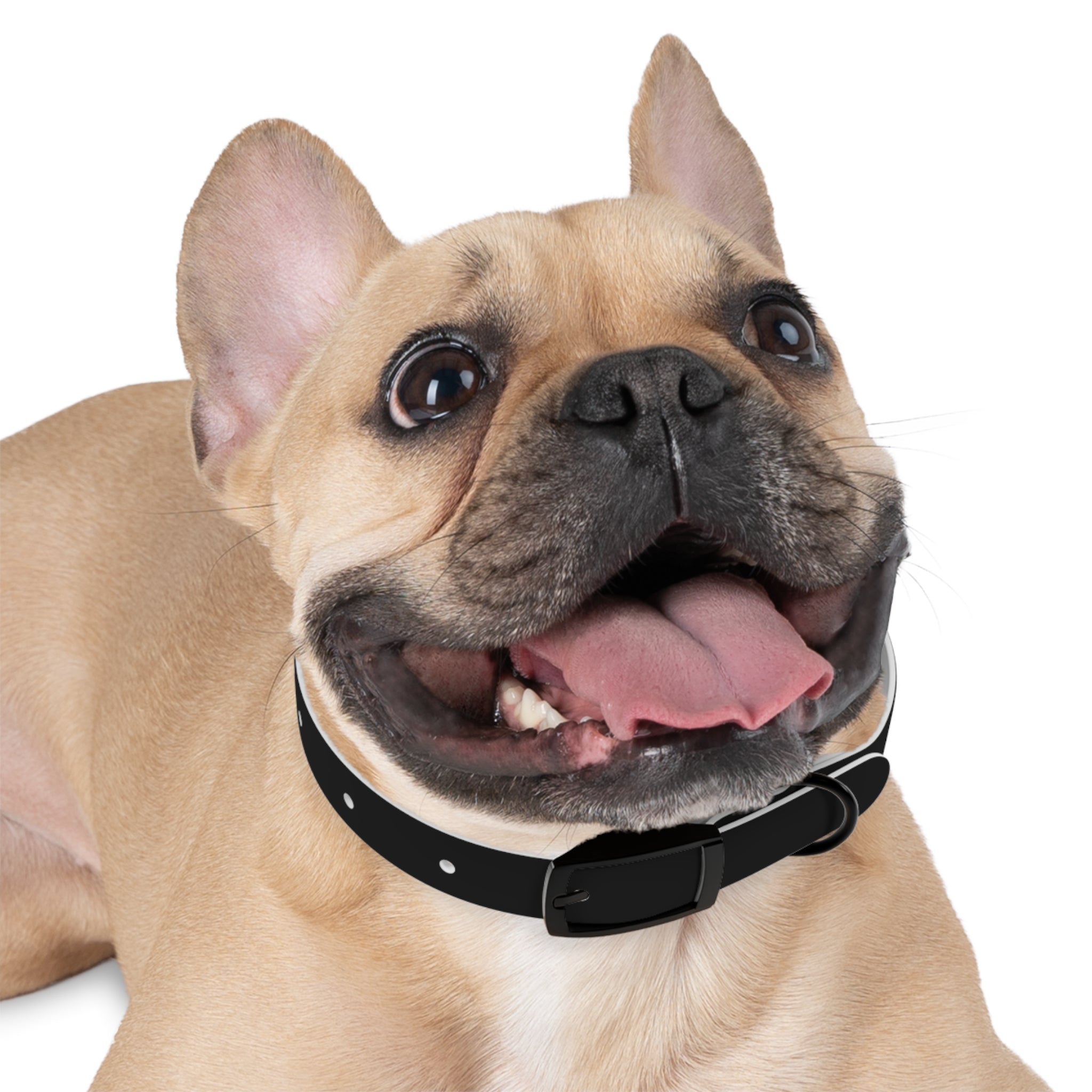 Favorite Dog On Earth (FDOE) Personalized Dog Collar - Customizable and Stylish Pet Accessory