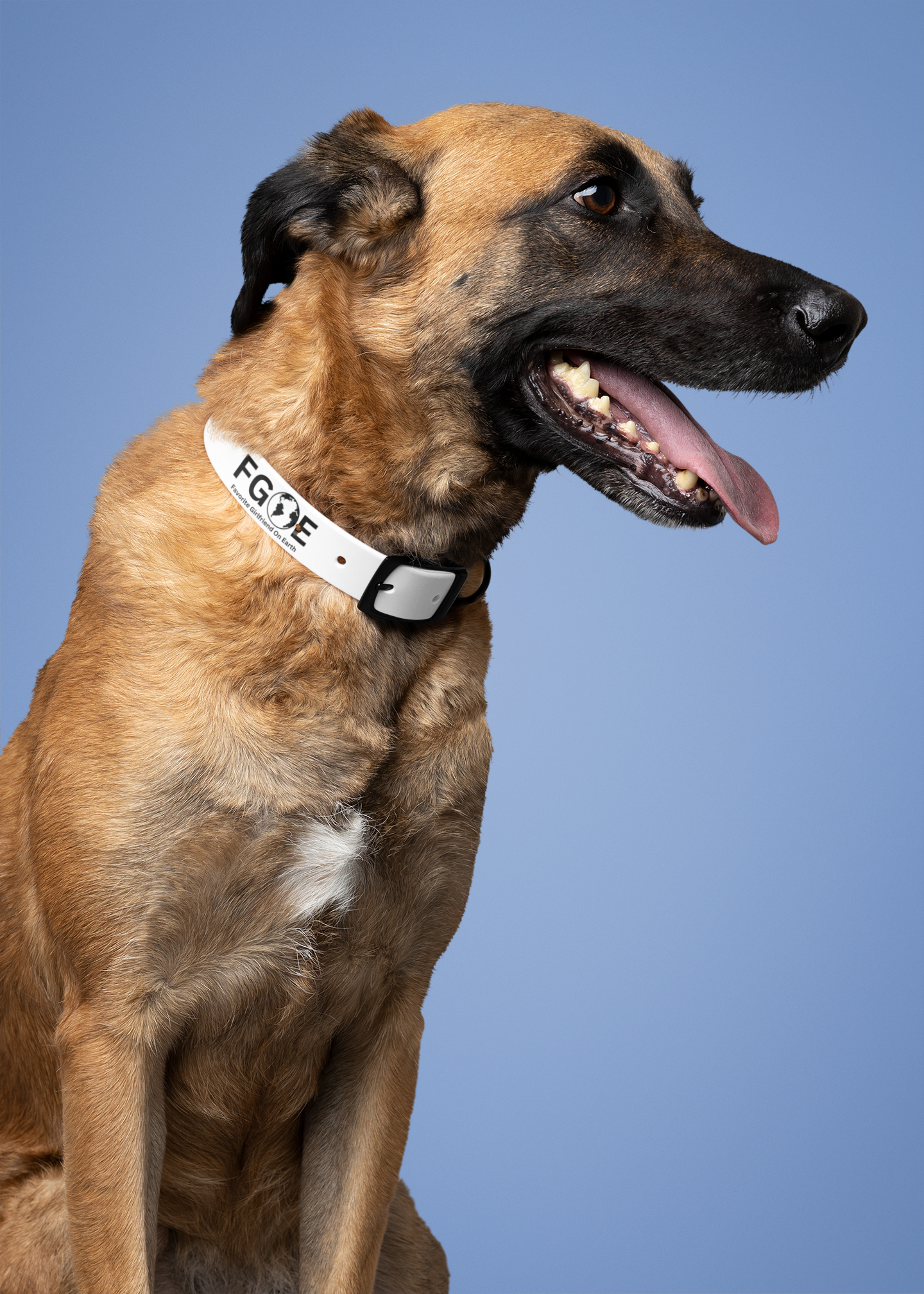 Favorite Dog On Earth (FDOE) Collar, Personalized Pet Accessory, Custom Dog Collar, Stylish Pet Gear, Durable Dog Collar