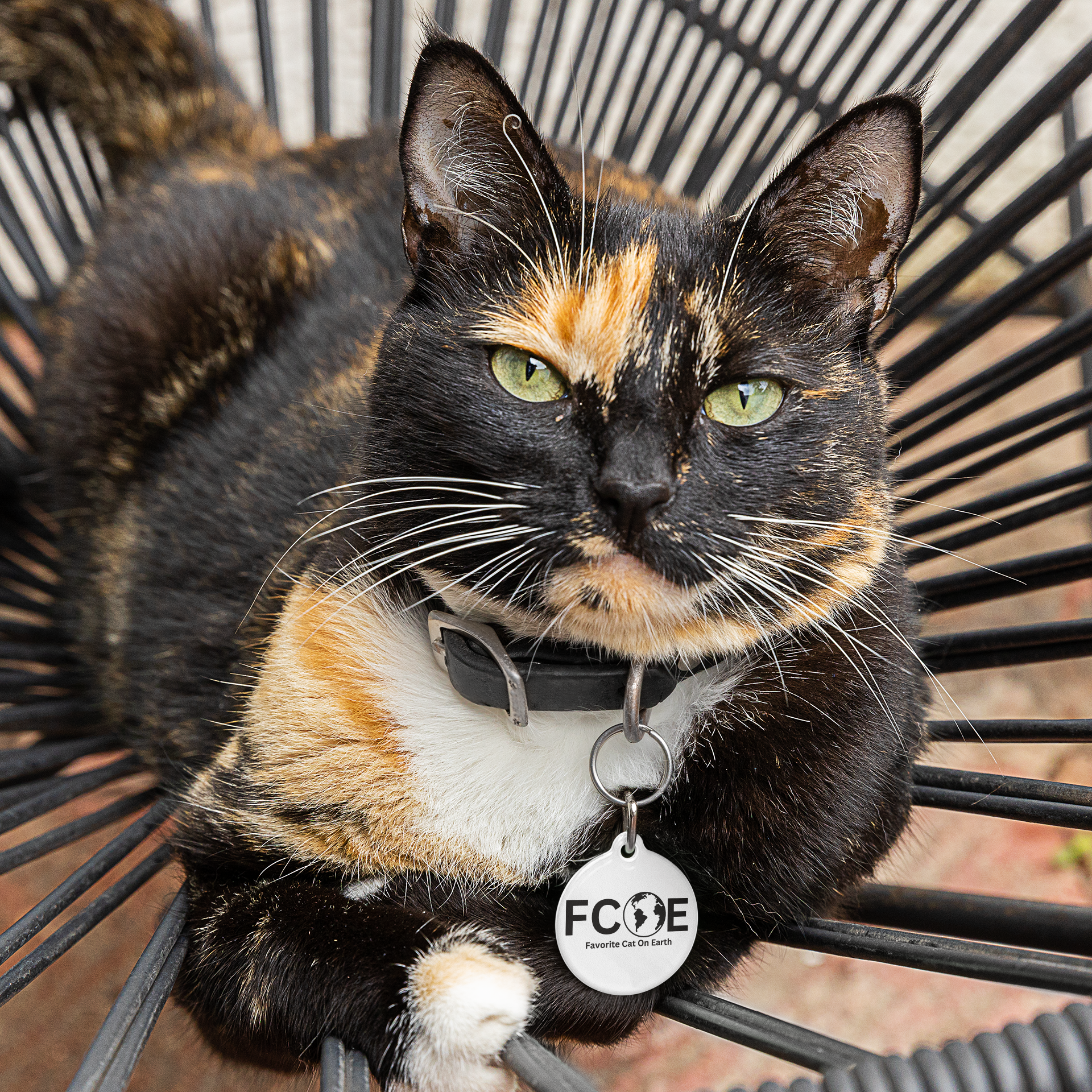 Favorite Cat On Earth (FCOE) - White Personalized Pet Tag